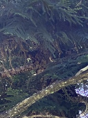 Pachycephala pectoralis