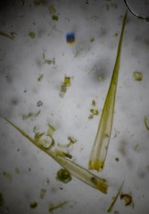 Dicranum elongatum