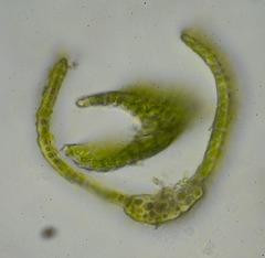 Dicranum elongatum
