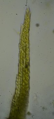 Dicranum elongatum