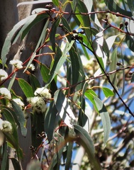 Eucalyptus oreades