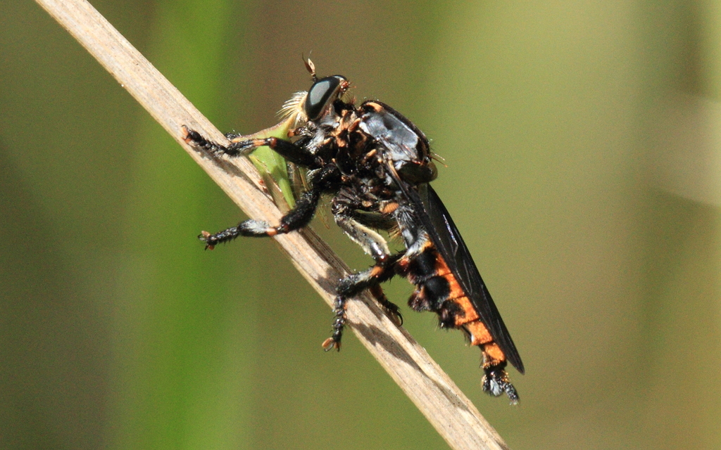 Blepharotes vivax