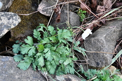 Papaver sokolovskajae