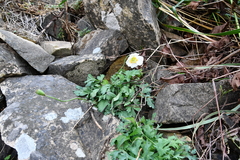 Papaver sokolovskajae