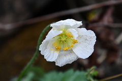 Papaver sokolovskajae