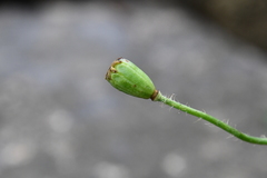 Papaver sokolovskajae