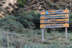 Hippophae rhamnoides