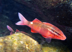 Whitesaddle Goatfish photo 2