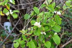 Malus mandshurica