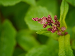 Koenigia rumicifolia