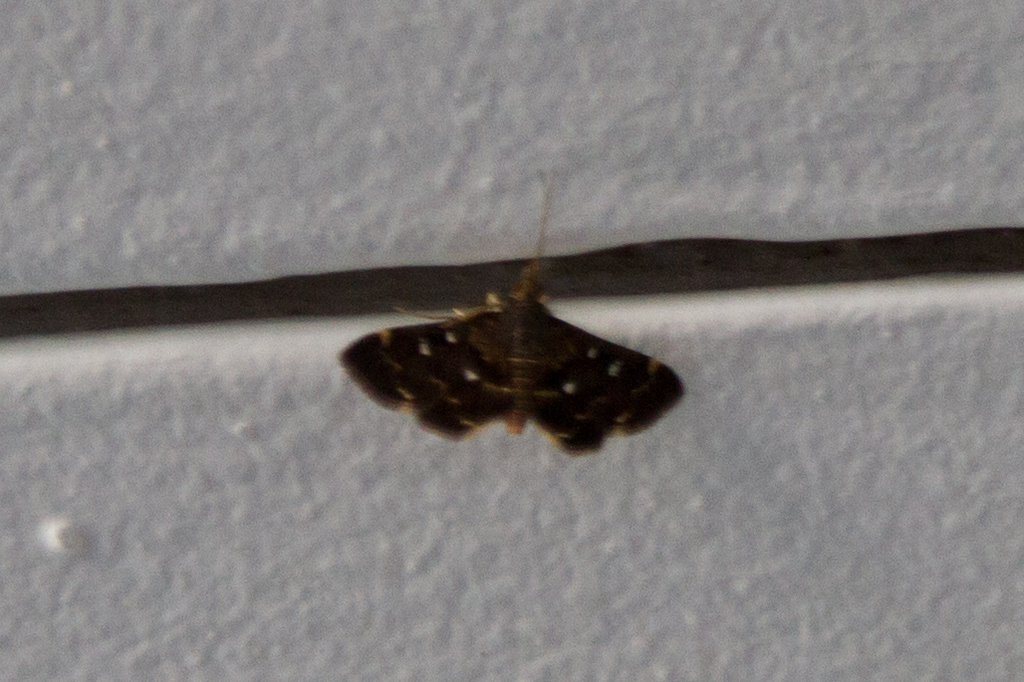 Piletocera enneaspila