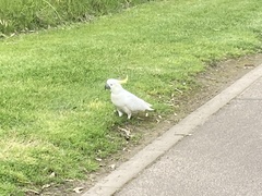 Cacatua galerita galerita