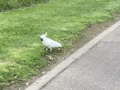 Cacatua galerita galerita