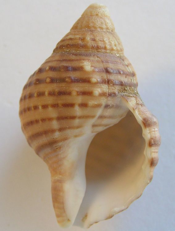 Argobuccinum