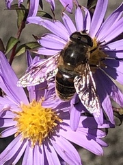 Eristalis tenax