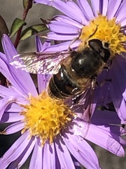 Eristalis tenax