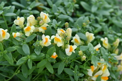 Linaria japonica