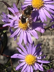 Eristalis tenax