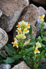 Linaria japonica
