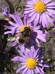 Eristalis tenax