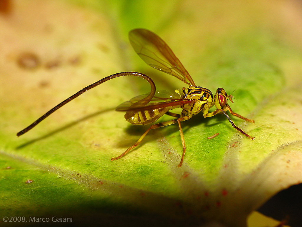 Papaya Fruit Fly