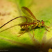 Papaya Fruit Fly - Photo (c) Marco Gaiani, some rights reserved (CC BY-NC-SA)