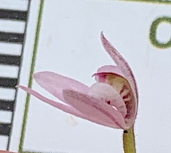 Caladenia pusilla