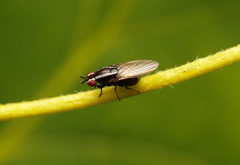 Poecilohetaerella dubiosa