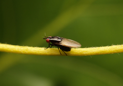 Poecilohetaerella dubiosa
