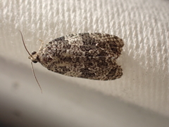 Apotomis removana
