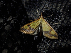 Choristostigma plumbosignalis
