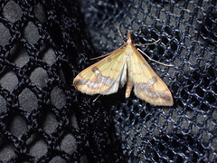Choristostigma plumbosignalis