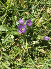 Gentianella campestris