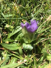 Gentianella campestris