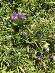 Gentianella campestris