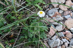 Papaver sokolovskajae