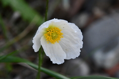 Papaver sokolovskajae
