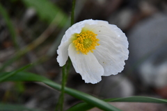 Papaver sokolovskajae