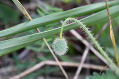 Papaver sokolovskajae
