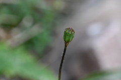 Papaver sokolovskajae