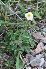 Papaver sokolovskajae