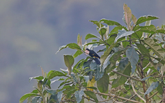 Cacicus chrysonotus