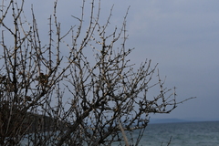 Berberis amurensis