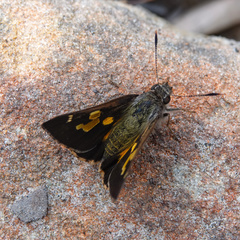 Trapezites symmomus