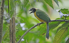 Cyanocorax yncas yncas