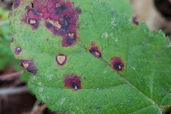 Sphaerulina westendorpii