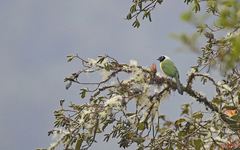 Cyanocorax yncas yncas