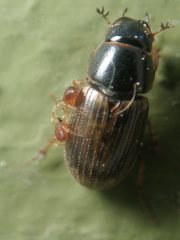 Melinopterus consputus