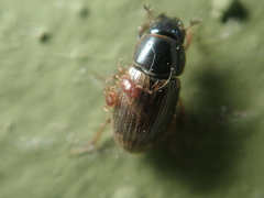 Melinopterus consputus