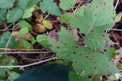 Sphaerulina westendorpii